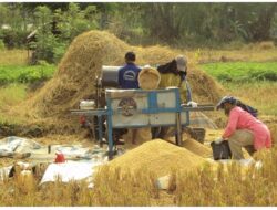 Bulog Serap Beras Domestik Hingga Agustus Capai 799.423 Ton 