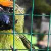 Bea Cukai Langsa Musnahkan 7 Koli Burung Hidup Impor Ilegal dari Thailand Senilai Rp528 juta dan 2 Pelaku Ditindak
