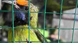 Bea Cukai Langsa Musnahkan 7 Koli Burung Hidup Impor Ilegal dari Thailand Senilai Rp528 juta dan 2 Pelaku Ditindak