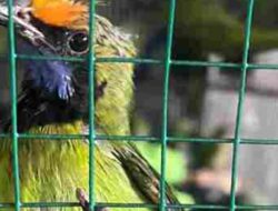 Bea Cukai Langsa Musnahkan 7 Koli Burung Hidup Impor Ilegal dari Thailand Senilai Rp528 juta dan 2 Pelaku Ditindak
